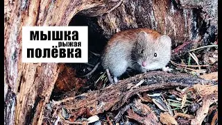 Забавная мышка рыжая полёвка/Funny mouse red vole