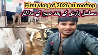 (111) First vlog of 2026 about rooftop Goat farming Management