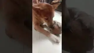 Inhe sirf pyar chahiye &hearts;️ #shiro #goodpet #like #subscribe