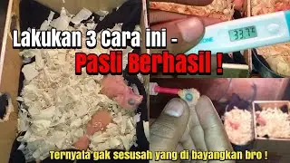 3 Cara meloloh anakan lovebird usia 1 hari - Pemula Pasti Bisa !