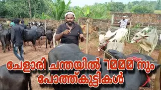ചേളാരി ചന്തയിൽ 7000 ന് പോത്ത് കുട്ടികൾ...മൂരിക്കുട്ടികൾ കുറഞ്ഞ വിലക്ക്