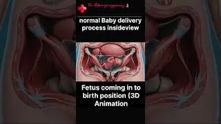 normal Baby delivery process insideview#motivation#newbabycare#3danimation#pregnancy#shortsviral