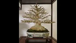Crespi Bonsai Shohin Cup 2020