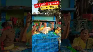 Galiff Street Pet Market। Dog Market #shorts #Dog #petmarket #galiffstreet
