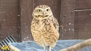 Incredible 4K Owl Close-Up | Nature’s Silent Hunter