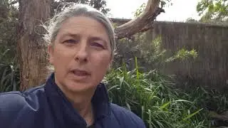 Habitat Heroes: Lizard Havens Explained