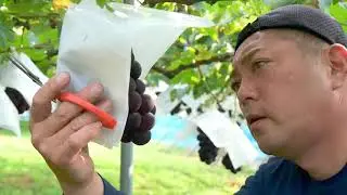 【農家紹介】山梨のぶどう農園「秋山農園」