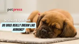Did You Know: Do Dogs Really Dream Like Humans? Science Explained