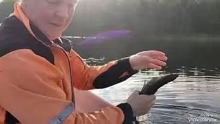 siikaverkoilla keskikesän siikaa 2023