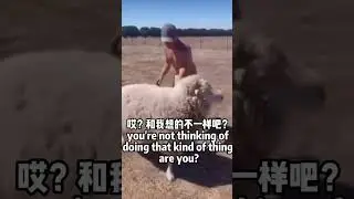 I'm just a little baa baa sheep #meme #japanese #dubbed #hentai #human #memearchive #memeuniverse