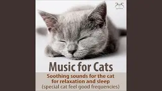 Cat Sleep Music: Safe in the Morning, Quiet Cello Melodies, Cat Purring, Church Bells, at Home...
