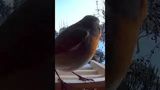 Rotkehlchen holt sich sein Abendbrot #futterhaus #vogel #Rotkehlchen