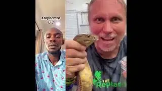 Snake venom extraction