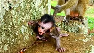 Baby monkey cry seizure terrified monkey Dee Dee, pity baby Daniela scaring Dee Dee