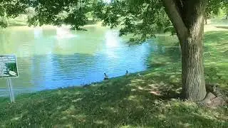Illinois Cicadas video (40)