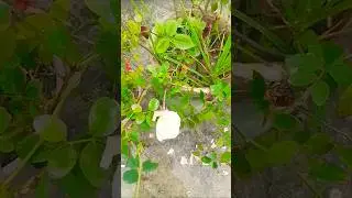 #rose#plant