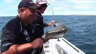 FWA Cobia Fight
