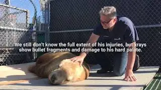 Ukee Update from the Marine Mammal Rescue Centre