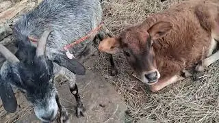 Ye vlog  manshi ke nam😁