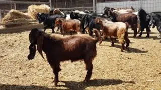 Shami Goats farm in Larnaca Cyprus(3)