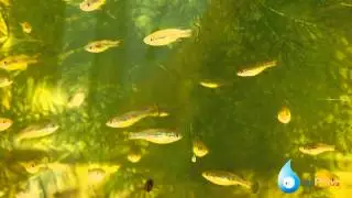 Ilyodon xantusi