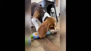 Tired of your pet chewing on household items? We have the solution!