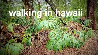 rural Hawaii - walking tour on the island of Hawaii