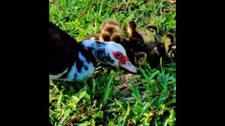 Lakeside Stroll After My Pool Dip With Duck Encounters - May 4th, 2023