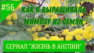 Как я выращивала акацию серебристую (Acacia Dealbata, в народе МИМОЗА) из семян. №56 Жизнь в Англии