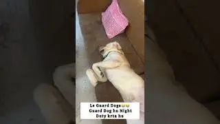Le Guard Dog 😂 #labrador #animallife #dog #funnydog #explore #explorepage