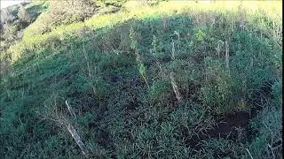 2017/2018 Kuaokala Game Management Pheasant 