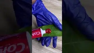 #Short#Testing Colgate Slime in Mango Leaf#shorts#shortvideo