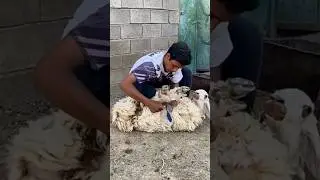 Sheep Shearing Fun 🐑✂️ | Look at Their Fluffy Woo #Sheep #RuralLife #VillageLife#AnimalCare #Shorts