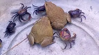 Asian Bullfrog Catches Crabs Live Feeding!