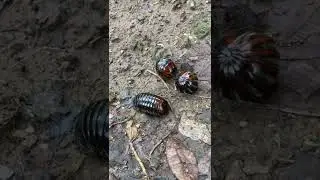 roly poly pill bull