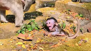 Incredible........virgil adorable baby, What's Happen to adoravable | BBC Natural Animals
