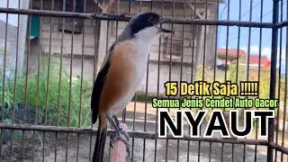 burung cendet gacor FULL MATERI MEWAH,, buat PANCINGAN CENDET AGAR BUNYI jadikan BURUNG PENTET GACOR