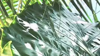 Popular relaxing sound ( nature appreciation video edit )