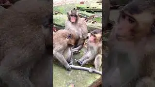 Macaques Group Sitting on the Rock #monkey