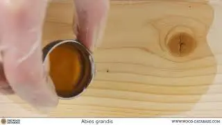 Grand fir (Abies grandis)