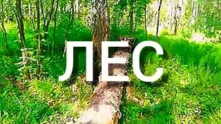 ЛЕС 5 ИЮНЯ 2023 | FOREST 5 JUNE 2023