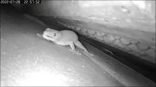 Tokay Gecko mating call, great angle close up