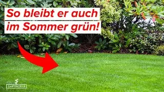 7 Tipps f&uuml;r den perfekten Rasen! So bleibt er auch im Sommer gr&uuml;n.