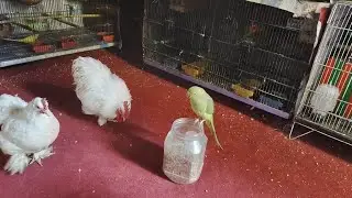 Aj tu bahi samoosa opper a gaya humara sath -day 341