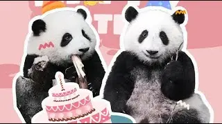 和花和叶一岁生日会完整版，发箍奶爸在里面透露了花花的真实体重 He Hua & He Ye Birthday Party Full Video🎂🌸🌿
