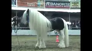 Caballos Gypsy Vanner en la Expo Ganadera Jalisco 2009