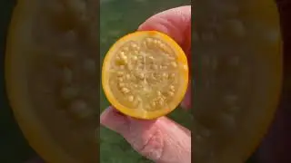 Naranjilla 🤩