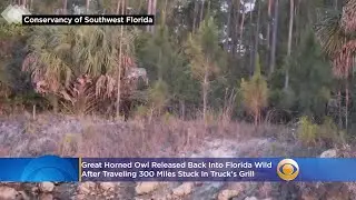 Great Horned Owl Released Back Into Florida Wild After Traveling 300 Miles Stuck In Truck's Grill