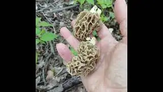 Latest morel hunt for me personally #morels 4/21 hello subscriber 98! 😁💚