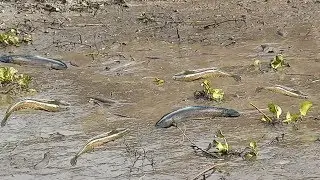 Best Fishing,Deep hole egg fishing video,best hook,deep sea fishing 2019,Fish,Real fishing,mud 30
